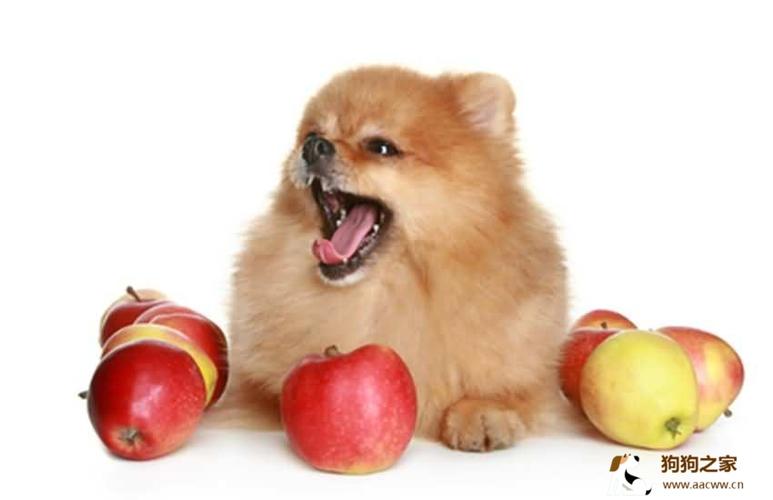 宠物狗吃水果 正确选择好健康